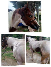 Stallone Stagione di monta