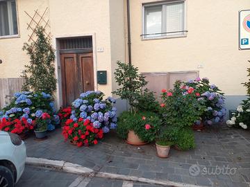 Immobile ristrutturato con cantina