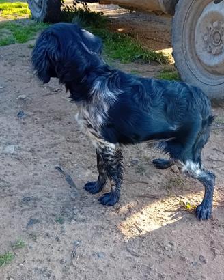 Cane da caccia