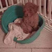 Cucciola colore Fulvo razza Barbone