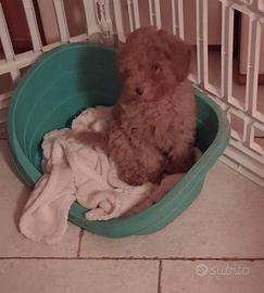 Cucciola colore Fulvo razza Barbone