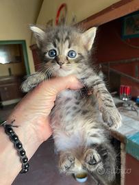 Gattino tigrato dolcissimo