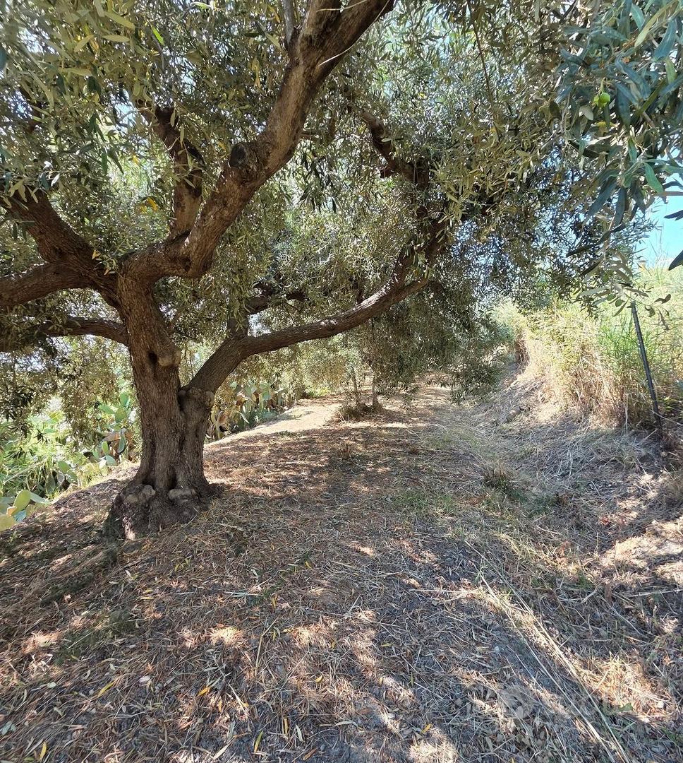 Terreno agricolo vigneto e uliveto a Calatabiano - Vista 4