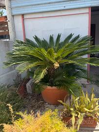 Cycas