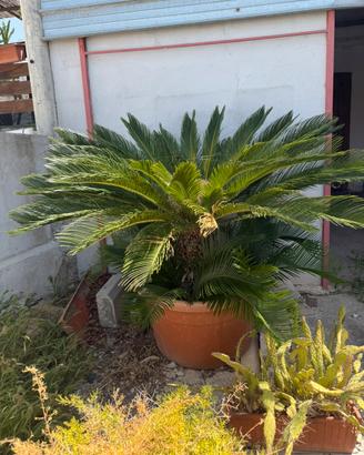Cycas