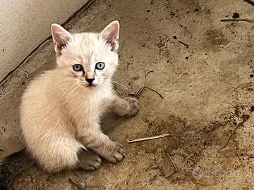 Gattina e gattino bianchi