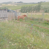 Haflinger femmina