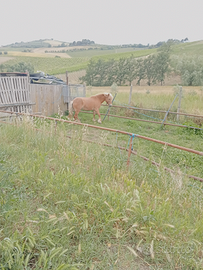 Haflinger femmina