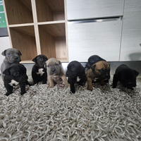 Cuccioli cane Corso