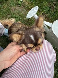 Chihuahua Choco Husky