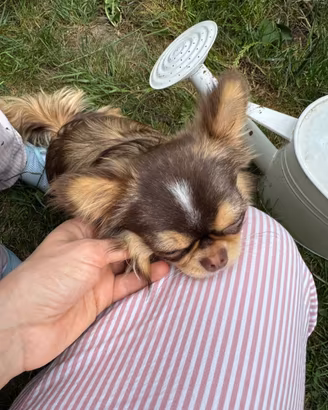 Chihuahua Choco Husky