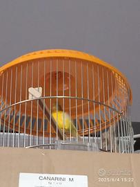 Canarini