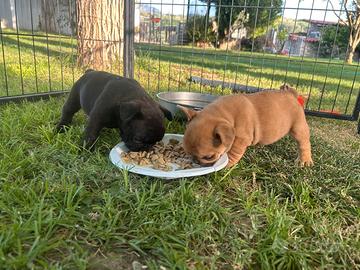 Bulldog francese