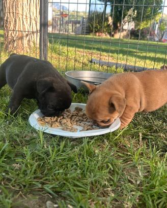 Bulldog francese