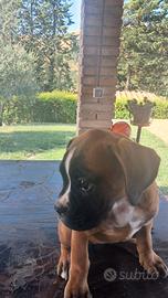 Boxer cuccioli