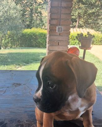 Boxer cuccioli