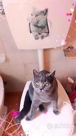 Gatta British Shorthair