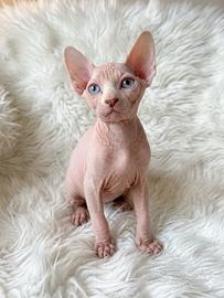 Splendidi gattini Sphynx