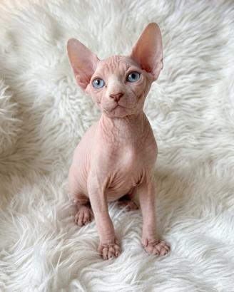 Splendidi gattini Sphynx