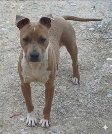 Cucciolone American Pitbull Terrier UKC