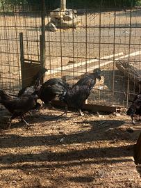 Galline cemane