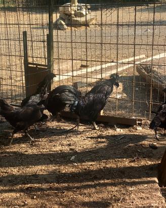Galline cemane