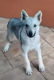 CUCCIOLO CANE LUPO CECOSLOVACCO