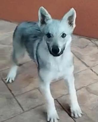 CUCCIOLO CANE LUPO CECOSLOVACCO