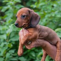 Bassottino taglia nana maschio