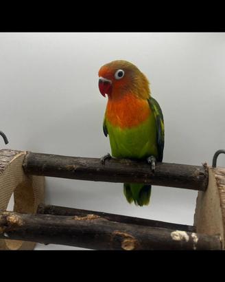 Splendido Inseparabile Fischer ancestrale