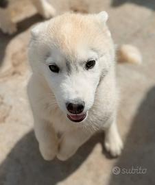 Cuccioli di Siberian Husky