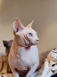 Maschio sphynx per monta