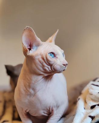 Maschio sphynx per monta
