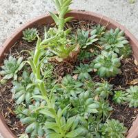 Piante grasse che si moltiplicano vaso grande