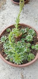 Piante grasse che si moltiplicano vaso grande