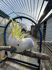 Pappagallo Cacatua Galerita