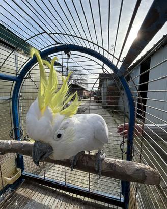 Pappagallo Cacatua Galerita