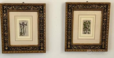 Coppia di stampe a tema botanico con cornici