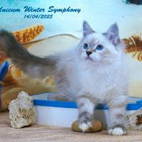 Cuccioli di gatto siberiano con pedigree