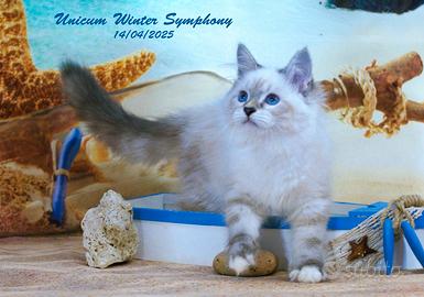 Cuccioli di gatto siberiano con pedigree