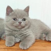 Scottish Fold/Straight Lilac di Razza Pedigree