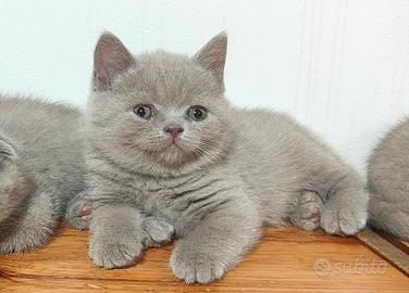 Scottish Fold/Straight Lilac di Razza Pedigree