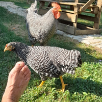 Galline Aracauna Amrok e livornesi zona Parma