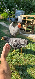 Galline Aracauna Amrok e livornesi zona Parma