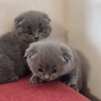 Cuccioli di gattini scottish straight e fold