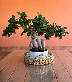 Bonsai figus
