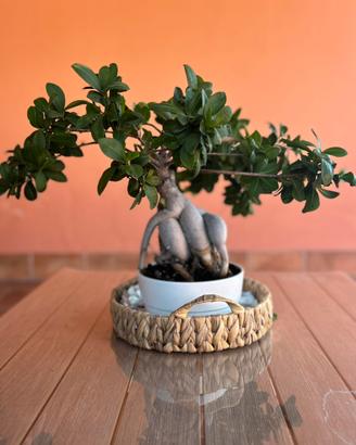 Bonsai figus