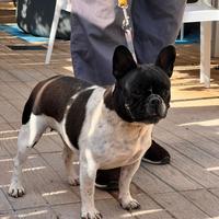Bulldog francese