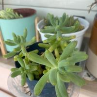 Pianta BABY Sedum pachypyllum rose