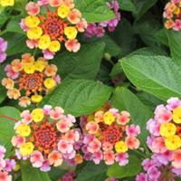 Semi Lantana e Glicine + piantine Calle e Fresie